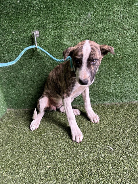 Ash, Pit Bull Terrier / Mixed (medium coat)
