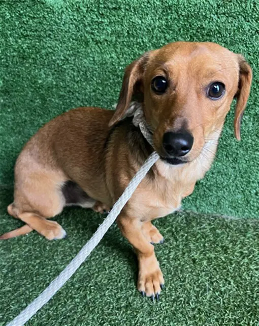 Schnitzel - Dachshund