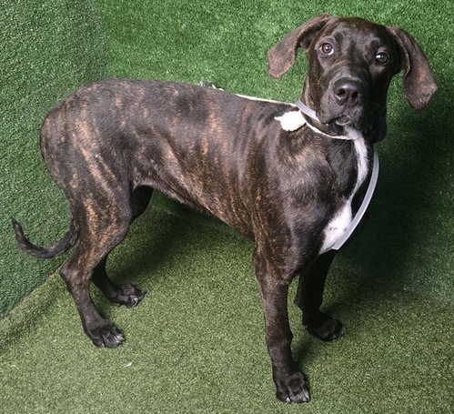 Nova, Cane Corso Mastiff / Mixed (medium coat)