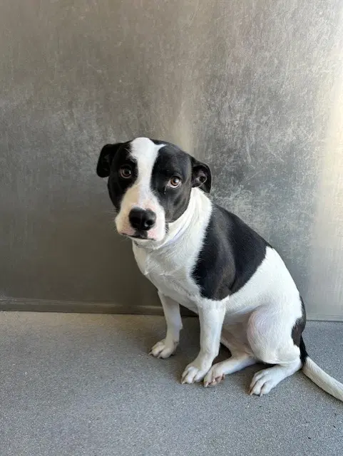 Max - Pit Bull Terrier