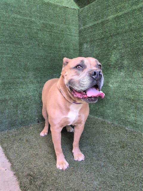Mac, Pit Bull Terrier (medium coat)