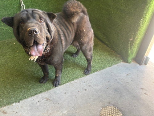 Baloo, Chinese Shar-Pei (medium coat)
