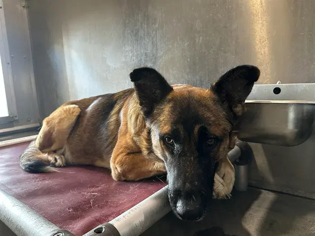 Heidi - German Shepherd Dog