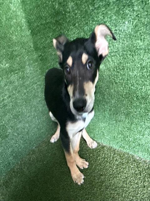 Max