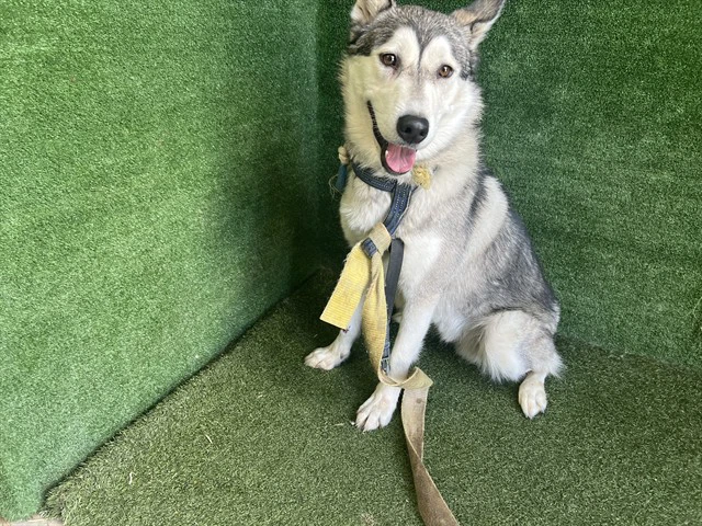 Max