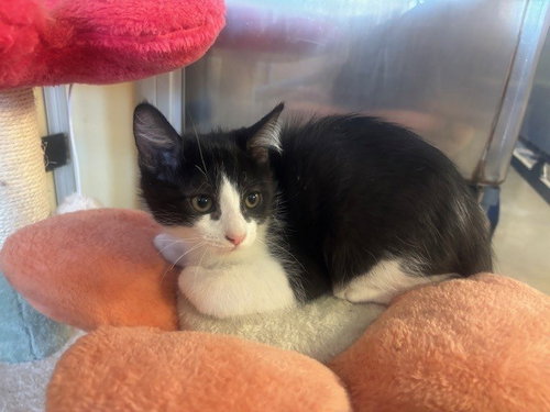 Toby, Domestic Short Hair (medium coat)