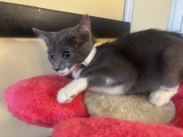 Oliver - Domestic Short Hair