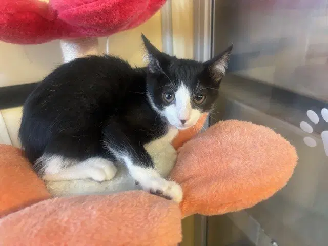 Felix - Domestic Short Hair