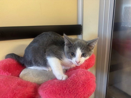 Luna, Domestic Short Hair (medium coat)