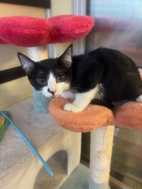 Smokie, Domestic Short Hair (medium coat)