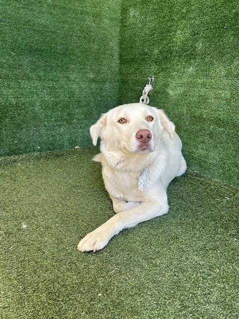 Gordo, Labrador Retriever / Siberian Husky / Mixed (medium coat)
