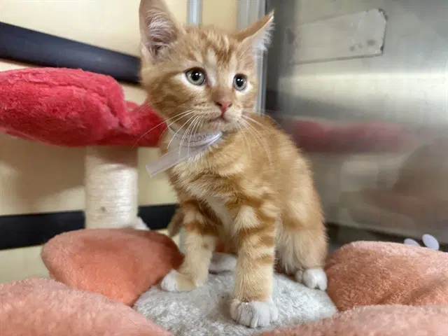 Tommie - Domestic Short Hair