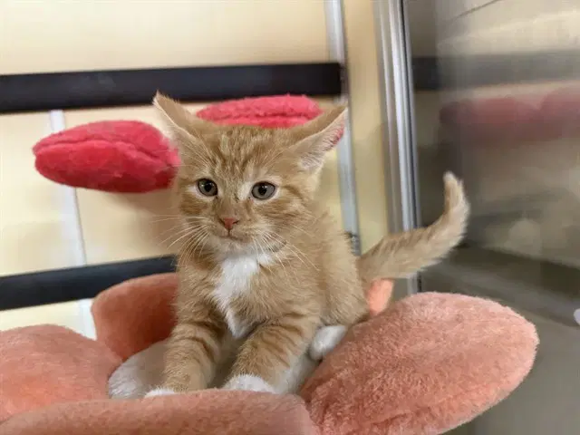 Pumpkin Spice - Domestic Short Hair