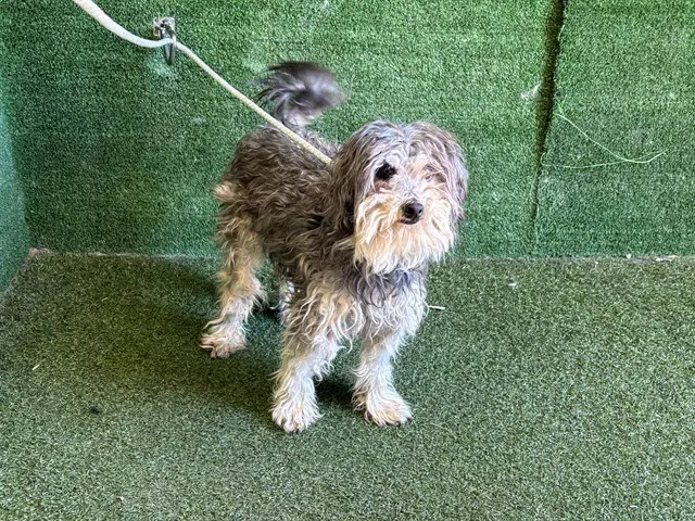 Max - Poodle (Miniature)