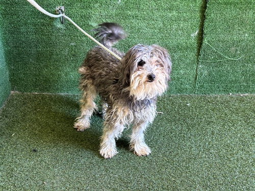 Odette, Poodle (Miniature) / Mixed (medium coat)