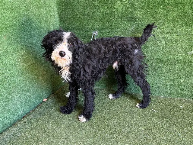Max - Poodle (Standard)