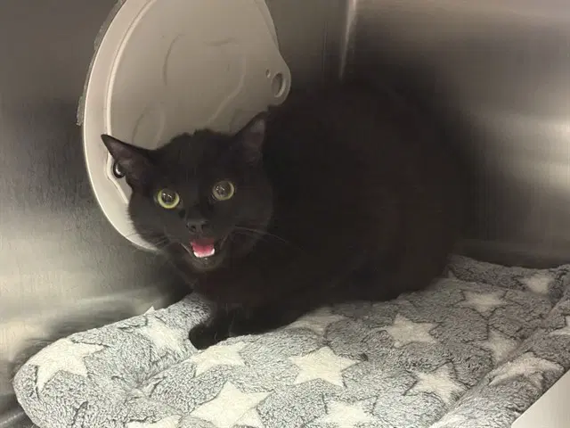 Void - Domestic Short Hair