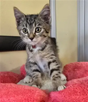 Rosalie - Domestic Short Hair