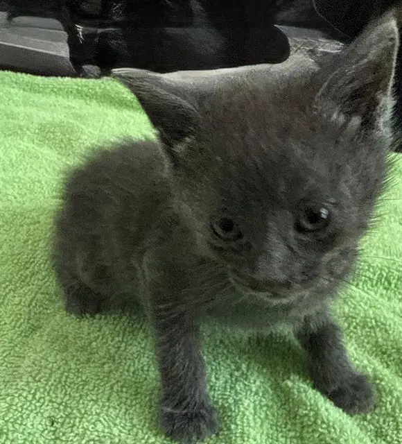 Lint - Domestic Medium Hair