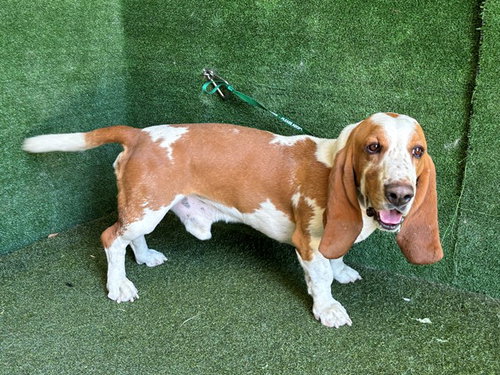 Flash, Basset Hound (medium coat)