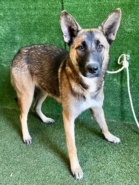 Kolleen, German Shepherd Dog (medium coat)
