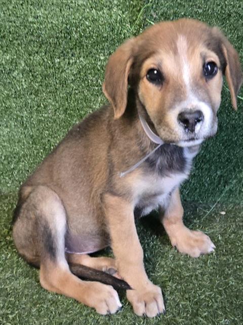 Floretta, German Shepherd Dog / Mixed (medium coat)