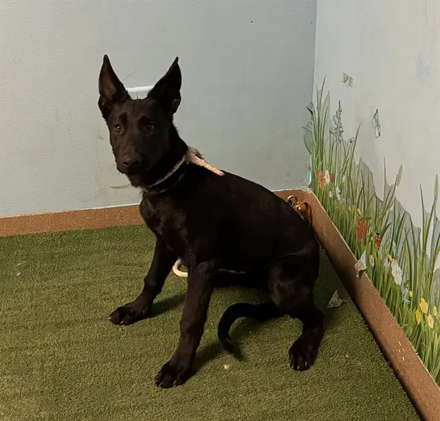 Paisley - German Shepherd Dog