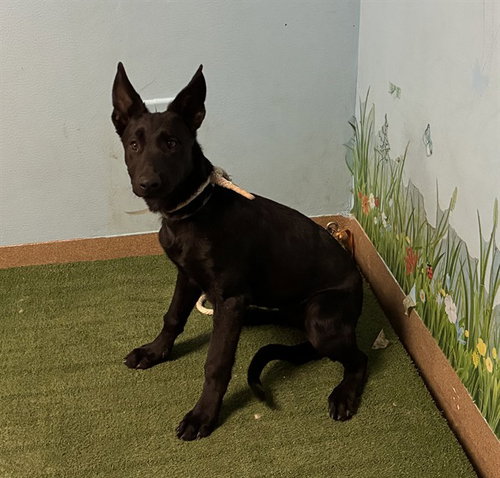 Paisley, German Shepherd Dog (medium coat)