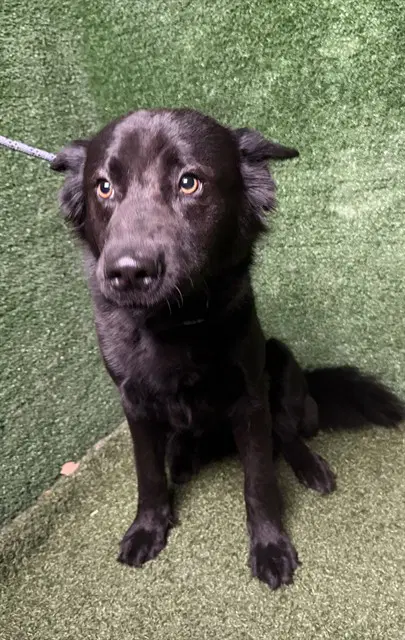Nori - German Shepherd Dog