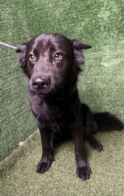 Nori, German Shepherd Dog / Mixed (medium coat)