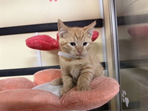Chuckie, Domestic Short Hair (medium coat)