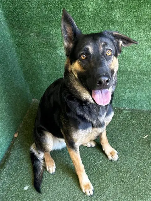 Molly - German Shepherd Dog