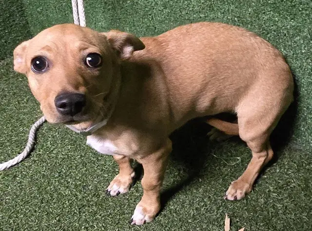 Biscuit - Chihuahua