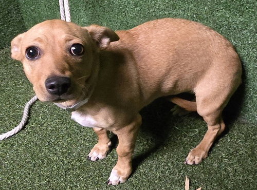 Biscuit, Chihuahua / Mixed (medium coat)