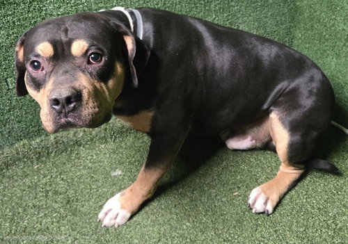 Koru, Pit Bull Terrier (medium coat)