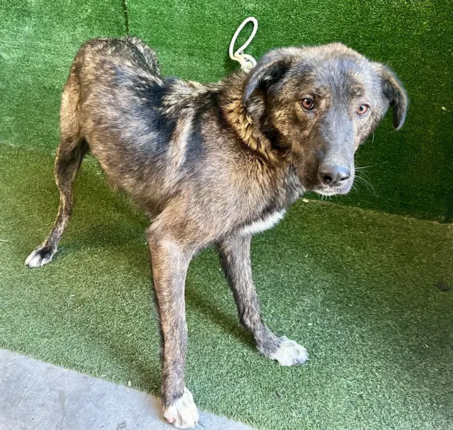 Unknown - German Shepherd Dog