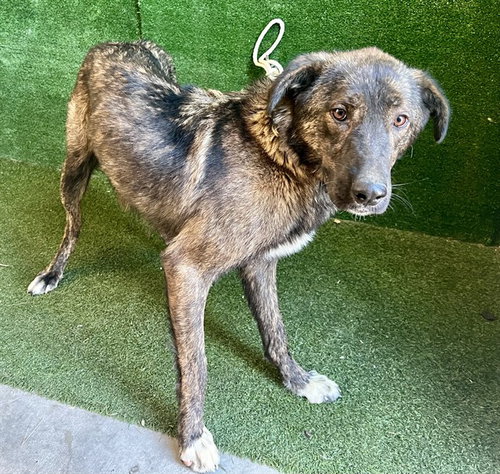 Aspen, German Shepherd Dog (medium coat)