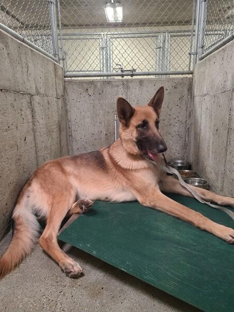 Cutie Pie, German Shepherd Dog (medium coat)