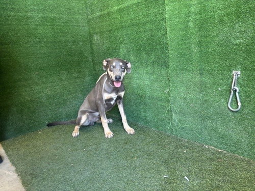 Mowgli, Doberman Pinscher / Mixed (medium coat)