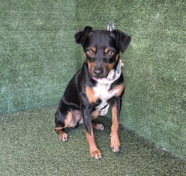 Cornelius - Miniature Pinscher