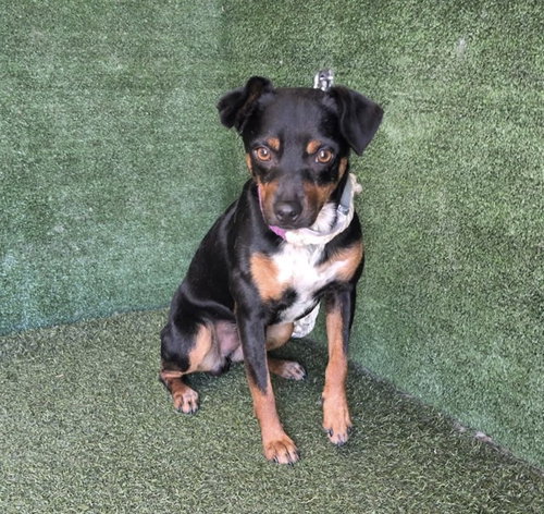 Cornelius, Miniature Pinscher / Chihuahua / Mixed (medium coat)