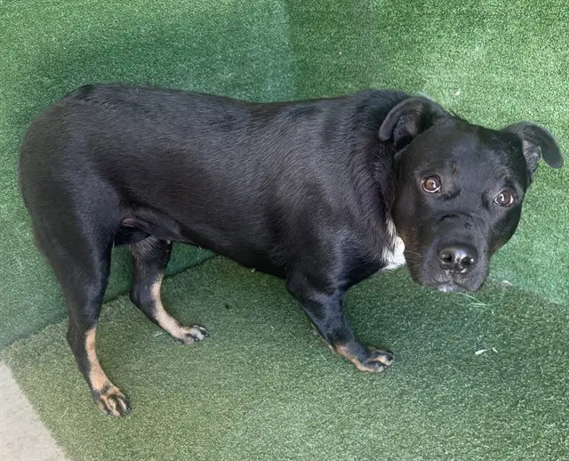 Velma - Rottweiler