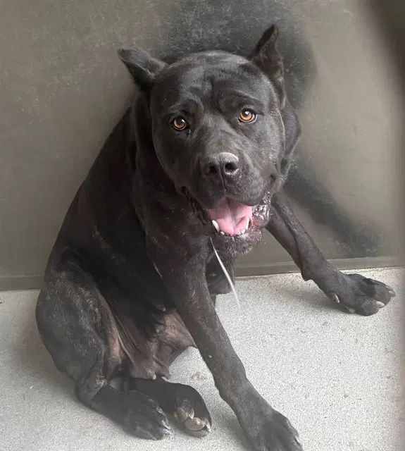 Coco - Cane Corso Mastiff