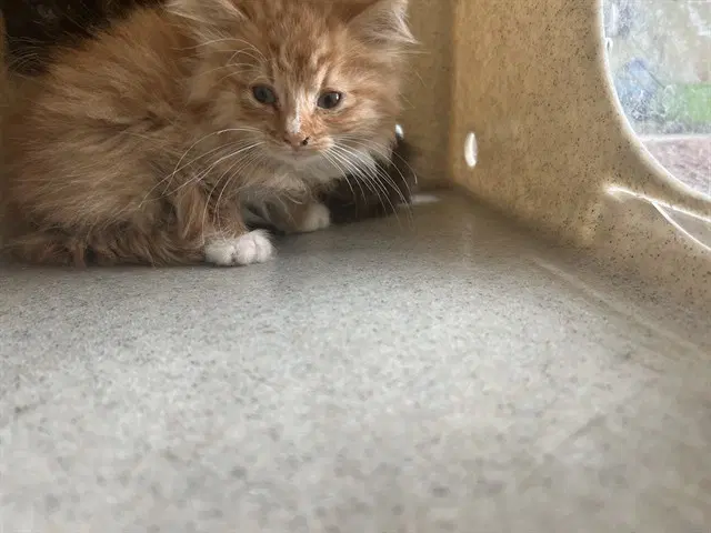 Rusty - Domestic Short Hair