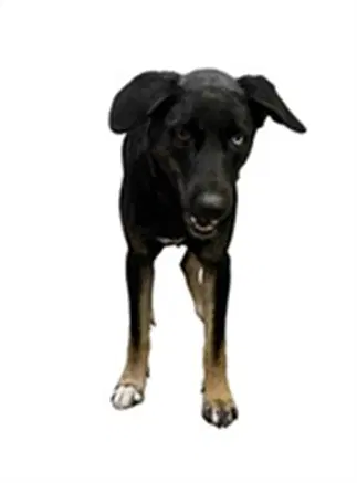 Leslie - German Shepherd Dog