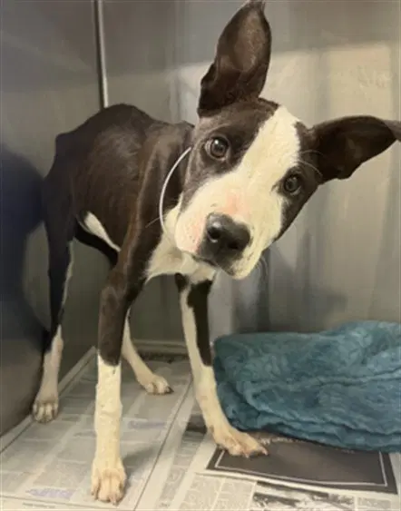 Rose - Pit Bull Terrier