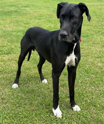 Big Stan - Great Dane
