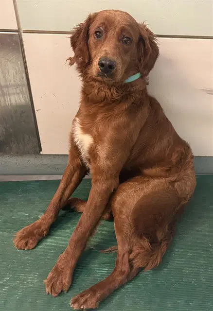 Redford - Golden Retriever