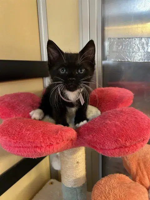 Luna - Domestic Short Hair