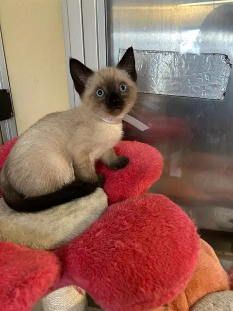 Barnaby - Domestic Short Hair